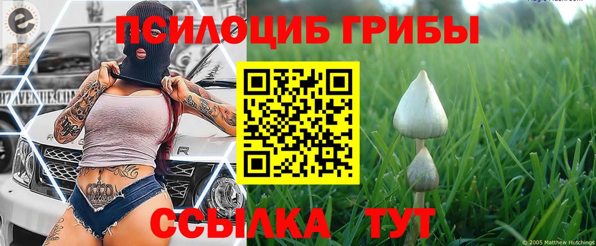 Псилоцибиновые грибы Psilocybe  Вход с VPN  Нарткала 